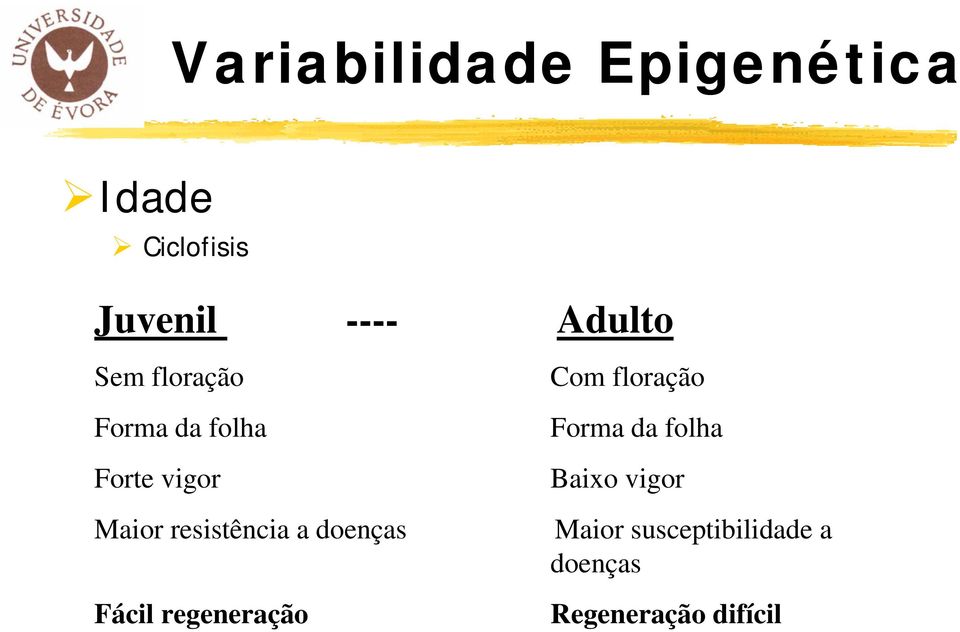 Forma da folha Baixo vigor Maior resistência a doenças Maior