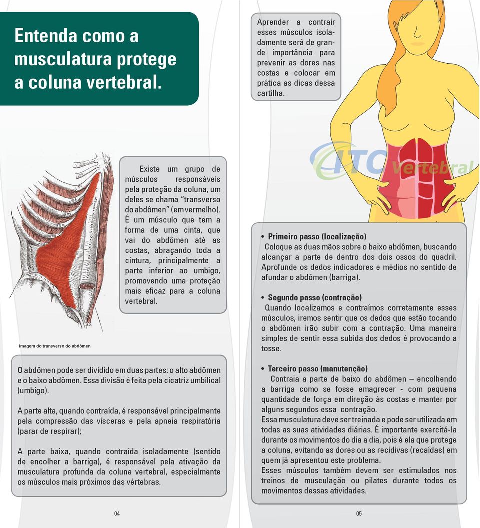 vertebral. Imagem do transverso do abdômen O abdômen pode ser dividido em duas partes: o alto abdômen e o baixo abdômen. Essa divisão é feita pela cicatriz umbilical (umbigo).