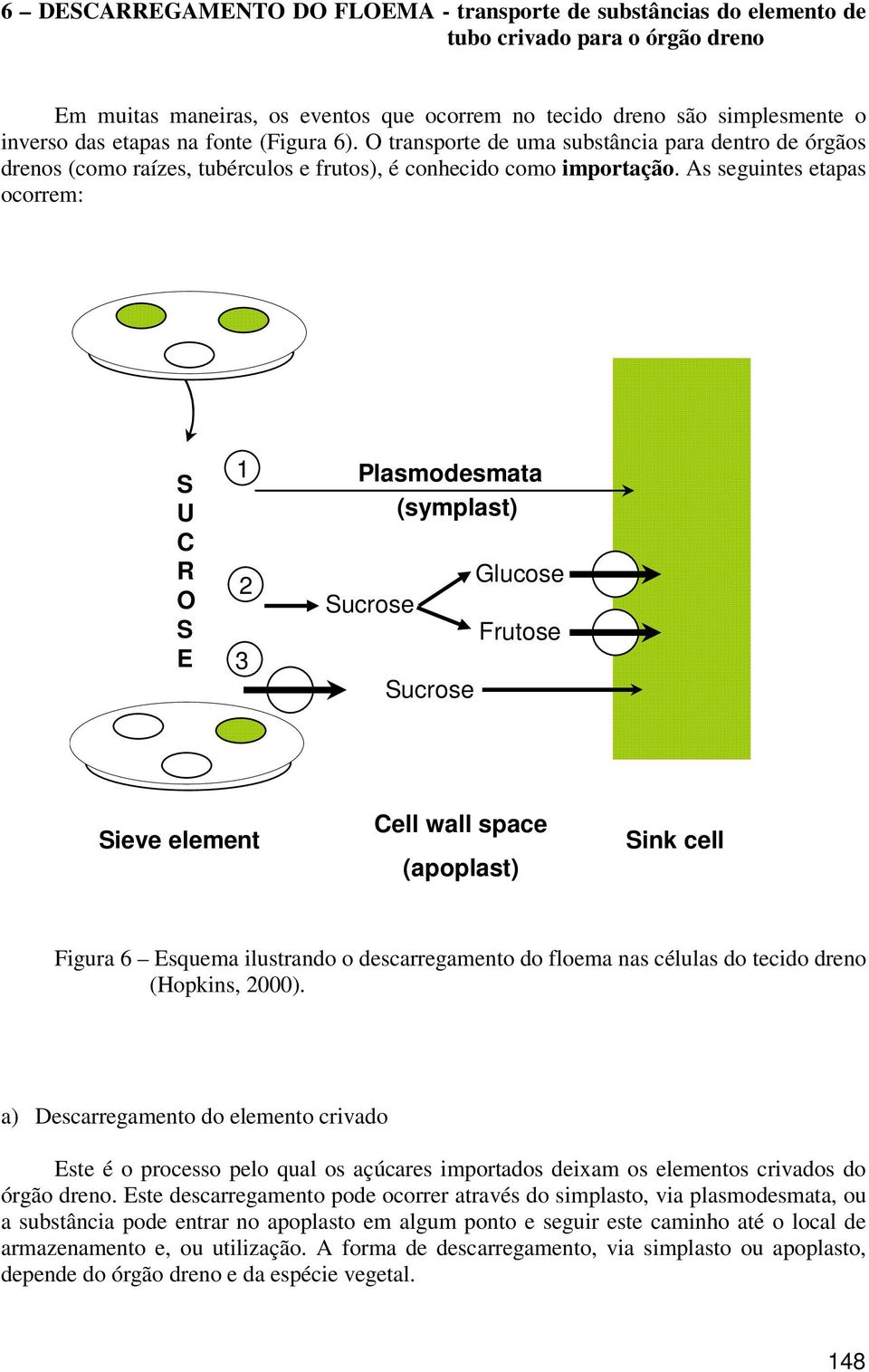 As seguintes etapas ocorrem: S U C R O S E 1 2 3 Plasmodesmata (symplast) Sucrose Sucrose Glucose Frutose Sieve element Cell wall space (apoplast) Sink cell Figura 6 Esquema ilustrando o