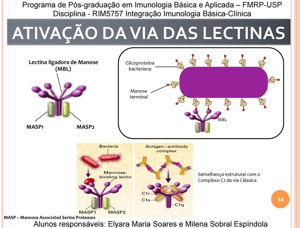 Glicoproteína bacteriana Manose terminal MBL MASP1 MASP2 Semelhança