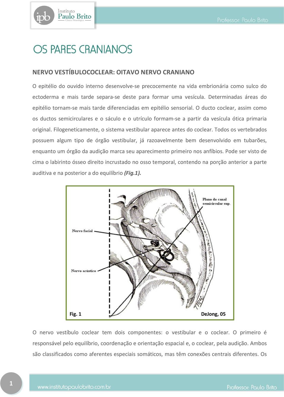 O ducto coclear, assim como os ductos semicirculares e o sáculo e o utrículo formam-se a partir da vesícula ótica primaria original. Filogeneticamente, o sistema vestibular aparece antes do coclear.