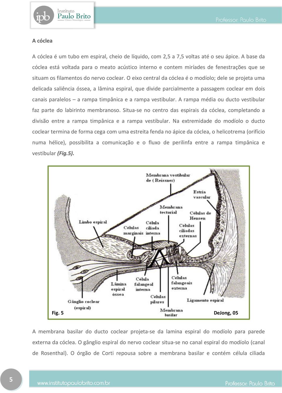O eixo central da cóclea é o modíolo; dele se projeta uma delicada saliência óssea, a lâmina espiral, que divide parcialmente a passagem coclear em dois canais paralelos a rampa timpânica e a rampa