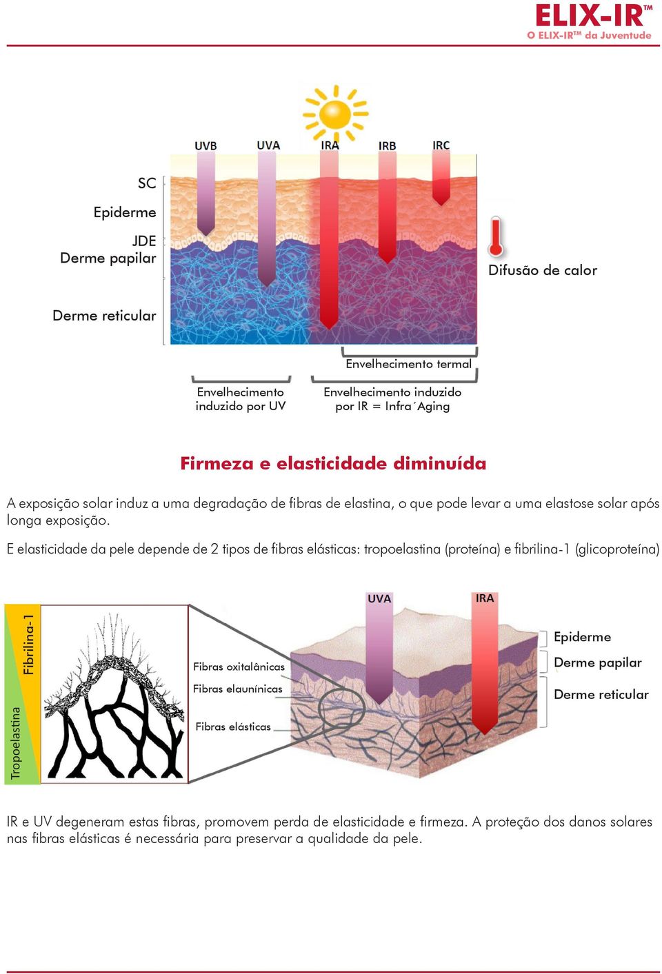 E elasticidade da pele depende de 2 tipos de fibras elásticas: tropoelastina (proteína) e fibrilina-1 (glicoproteína) Fibrilina-1 Fibras oxitalânicas Fibras elaunínicas Epiderme