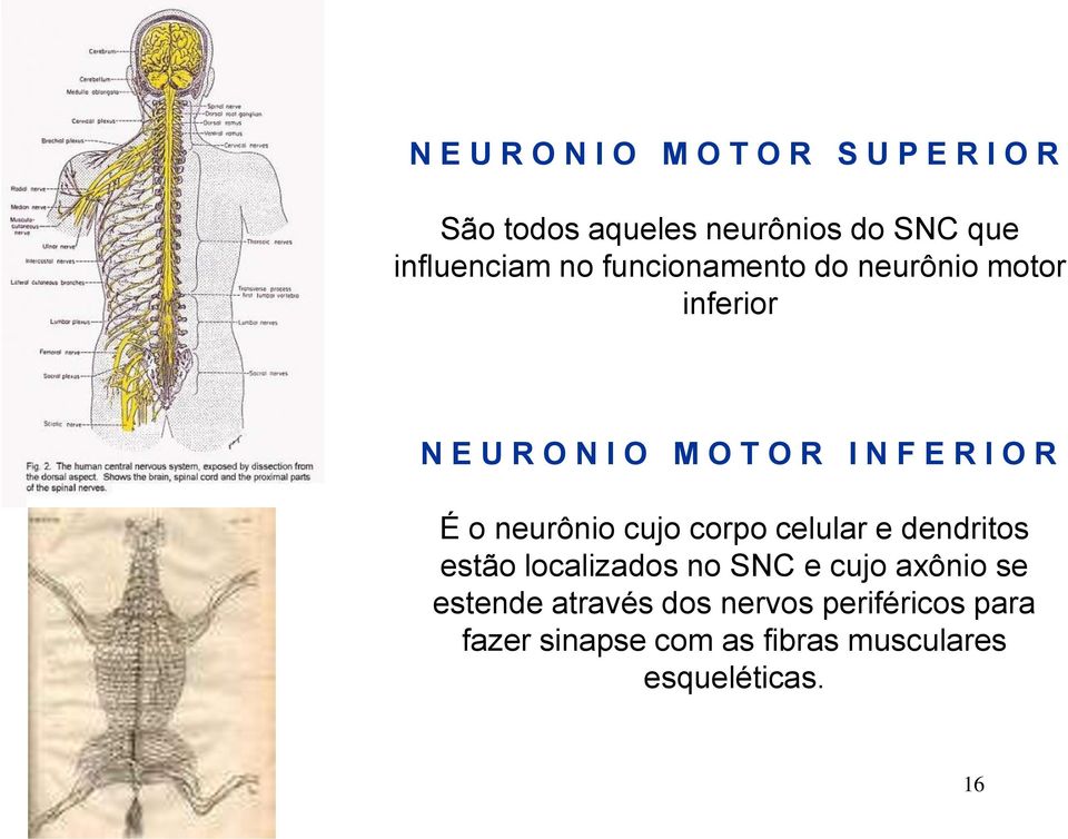R I O R É o neurônio cujo corpo celular e dendritos estão localizados no SNC e cujo axônio