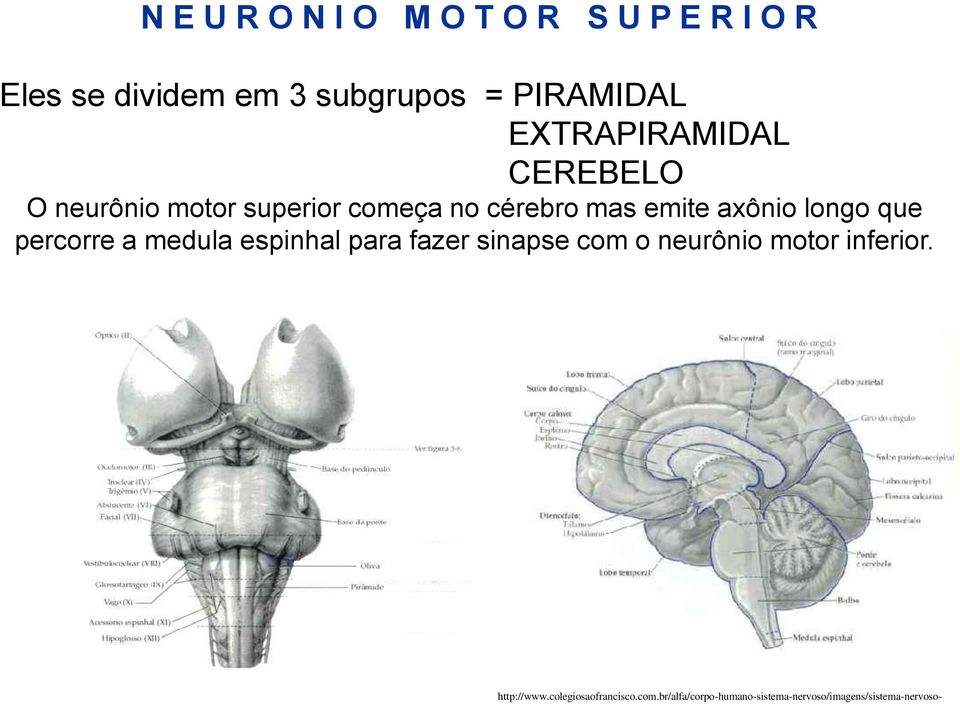 longo que percorre a medula espinhal para fazer sinapse com o neurônio motor inferior.