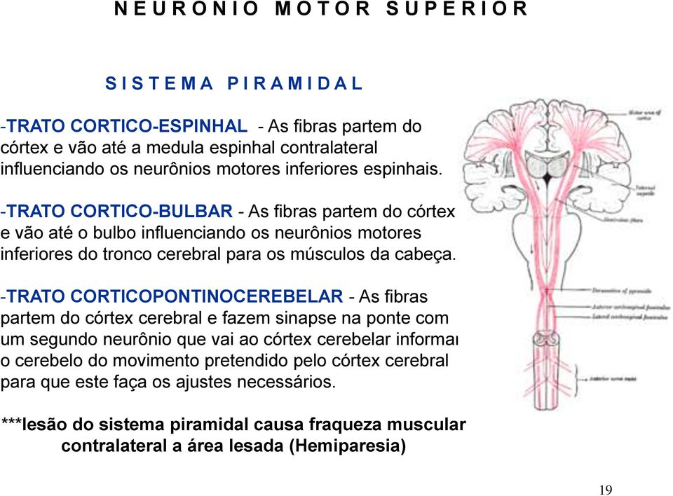 -TRATO CORTICO-BULBAR - As fibras partem do córtex e vão até o bulbo influenciando os neurônios motores inferiores do tronco cerebral para os músculos da cabeça.
