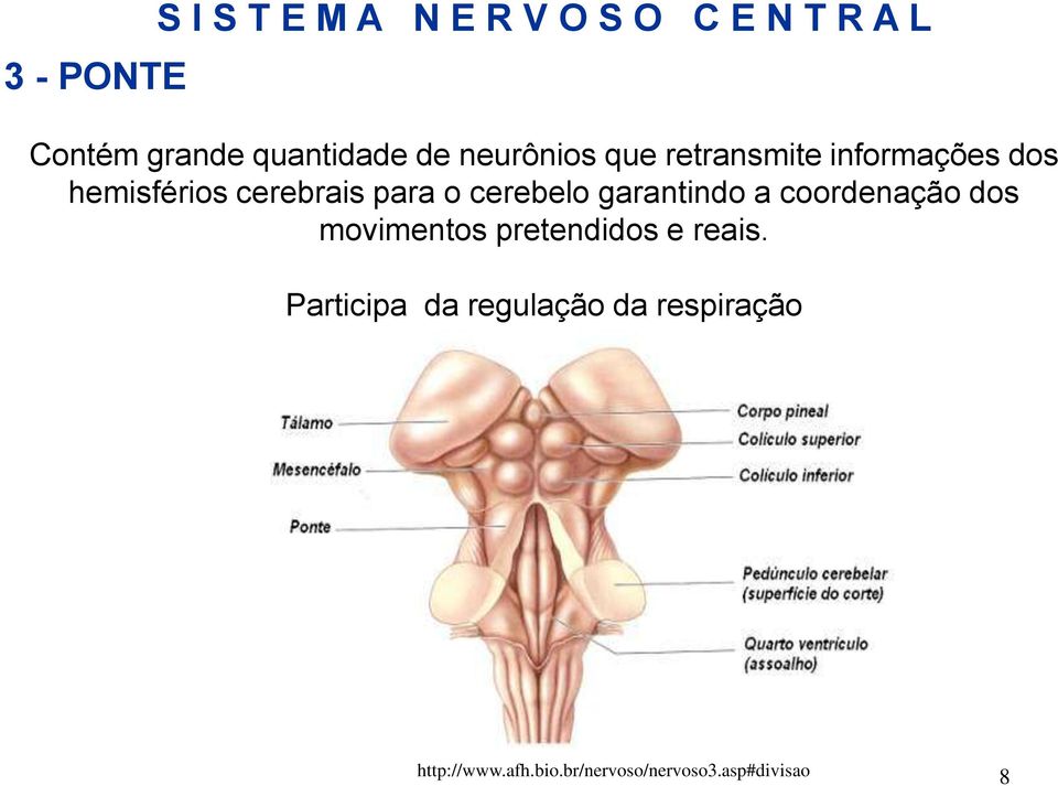 cerebelo garantindo a coordenação dos movimentos pretendidos e reais.