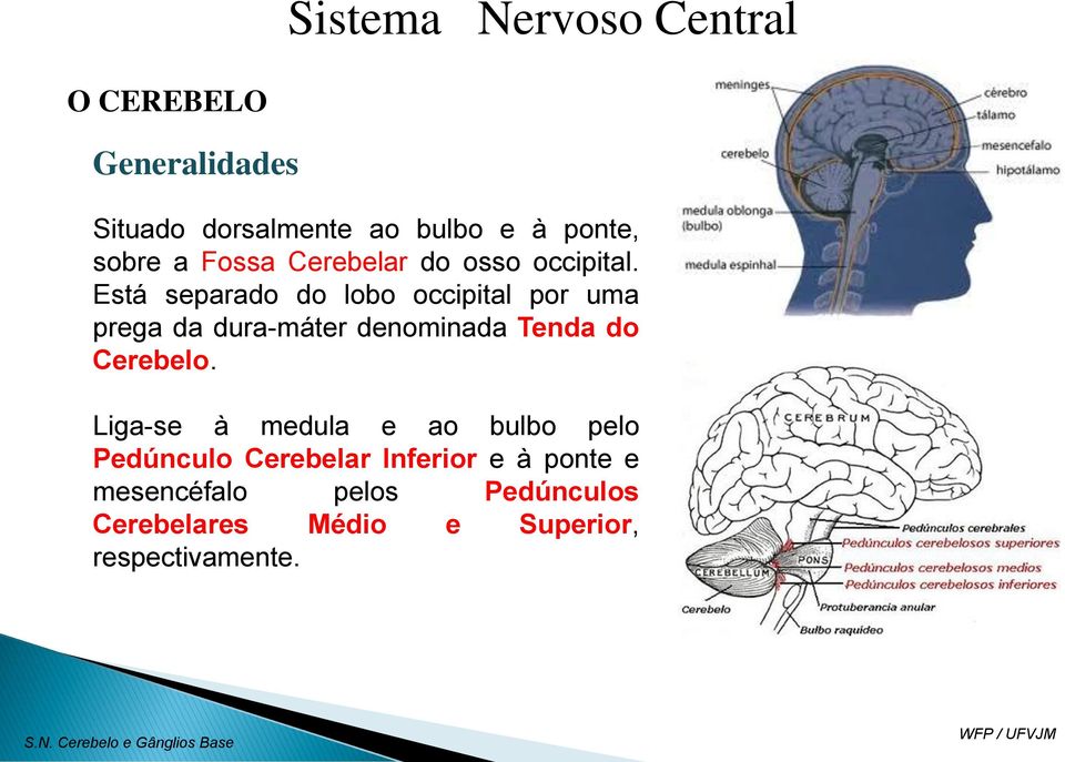 Está separado do lobo occipital por uma prega da dura-máter denominada Tenda do Cerebelo.