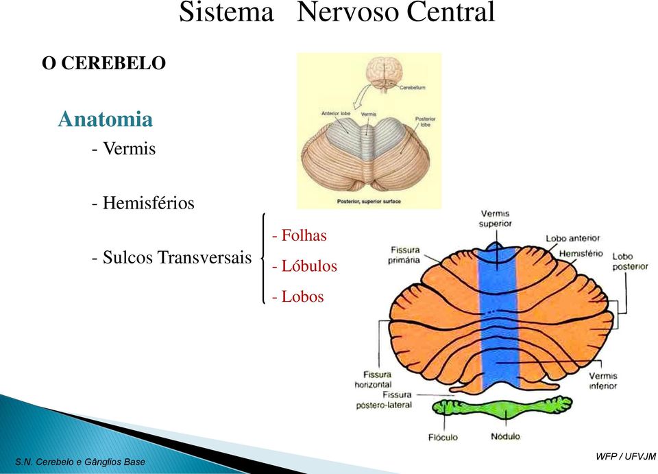 Sulcos Transversais - Folhas -