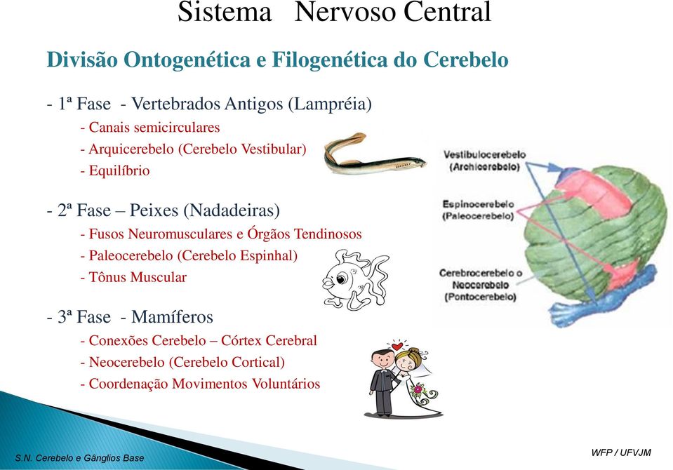 Tendinosos - Paleocerebelo (Cerebelo Espinhal) - Tônus Muscular - 3ª Fase - Mamíferos Sistema Nervoso Central -