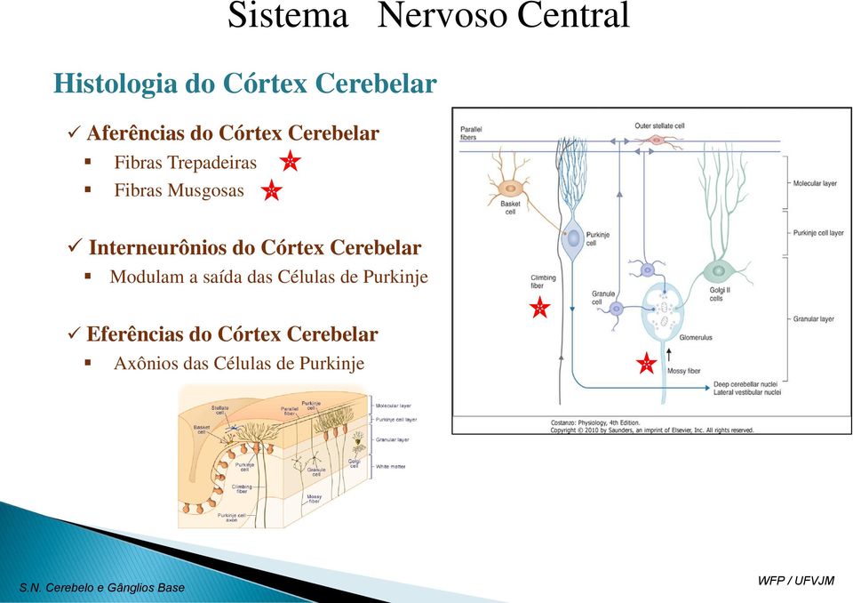 Córtex Cerebelar Modulam a saída das Células de Purkinje Eferências do