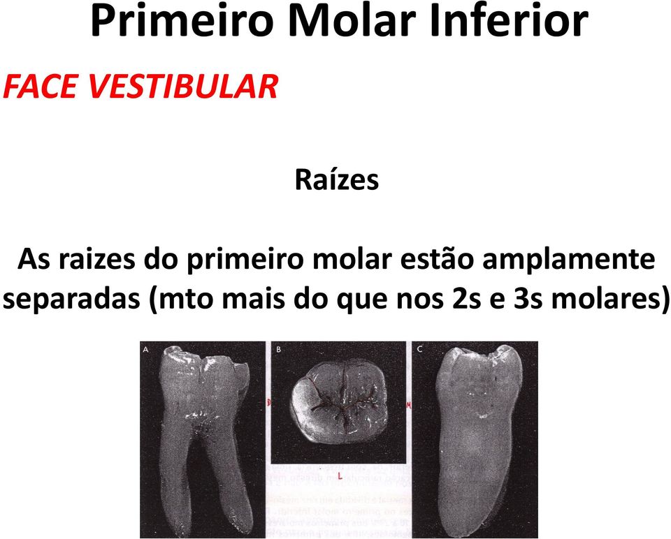 estão amplamente separadas