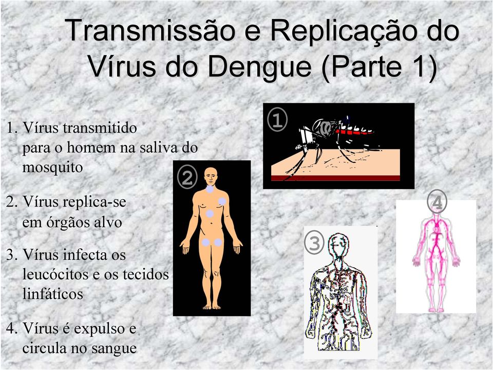 Vírus replica-se em órgãos alvo 3.