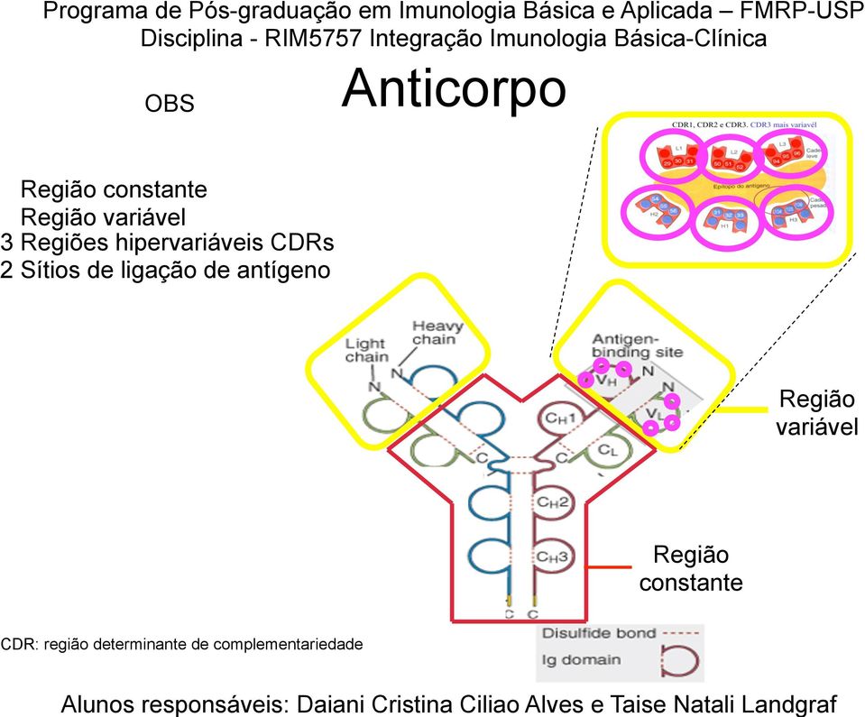 ligação de antígeno Região variável Região