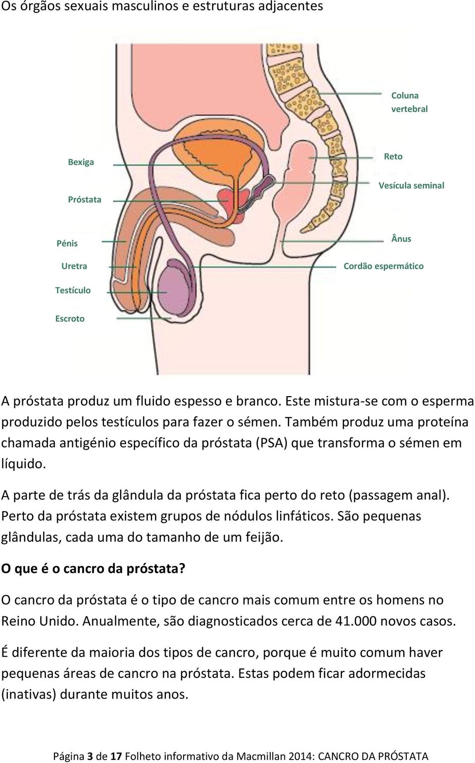 A parte de trás da glândula da próstata fica perto do reto (passagem anal). Perto da próstata existem grupos de nódulos linfáticos. São pequenas glândulas, cada uma do tamanho de um feijão.