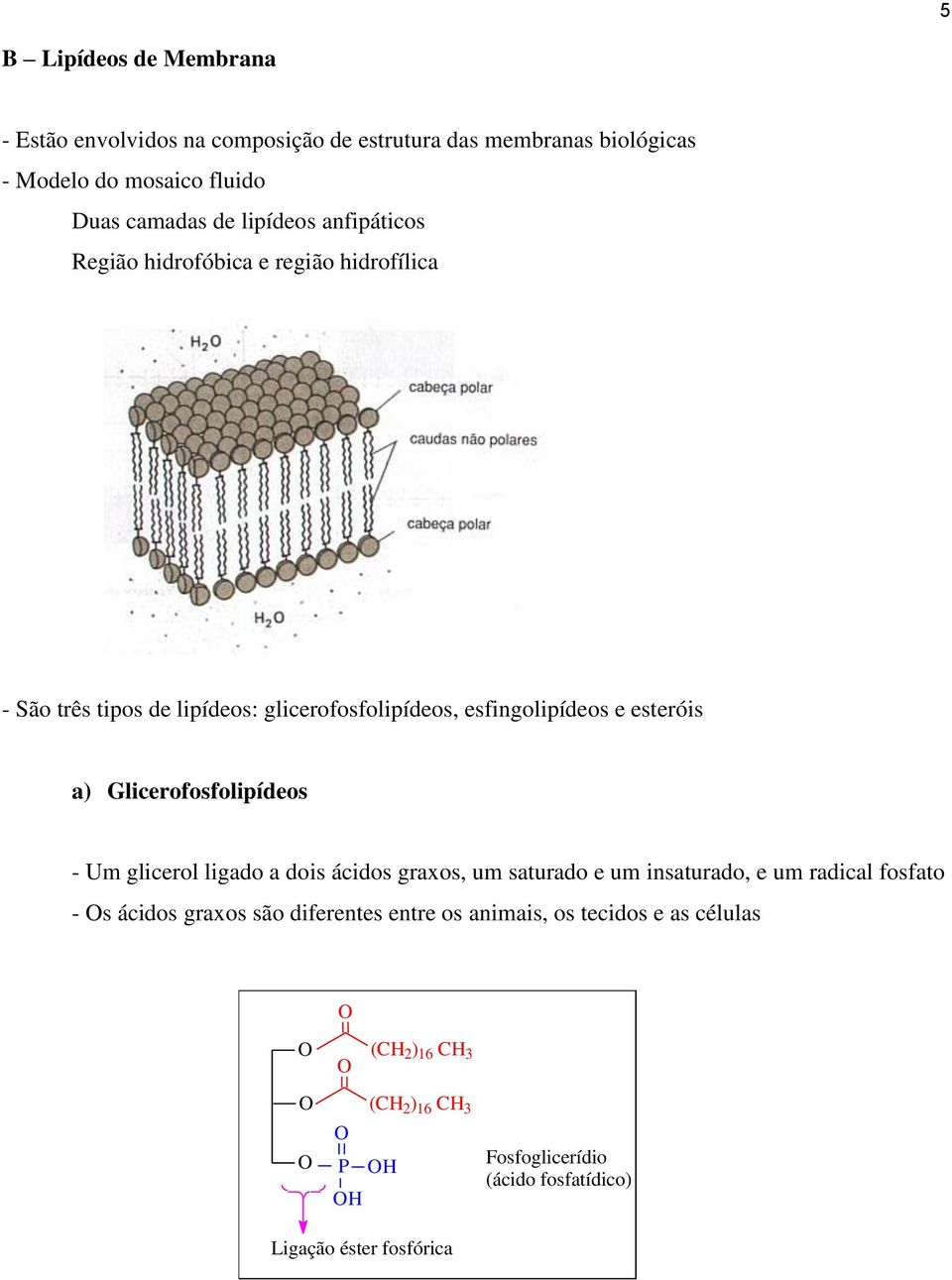 a) Glicerofosfolipídeos - Um glicerol ligado a dois ácidos graxos, um saturado e um insaturado, e um radical fosfato - s ácidos graxos são