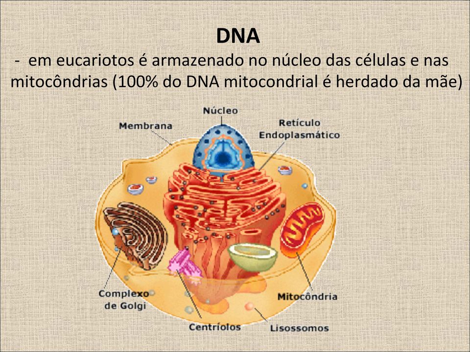 células e nas mitocôndrias