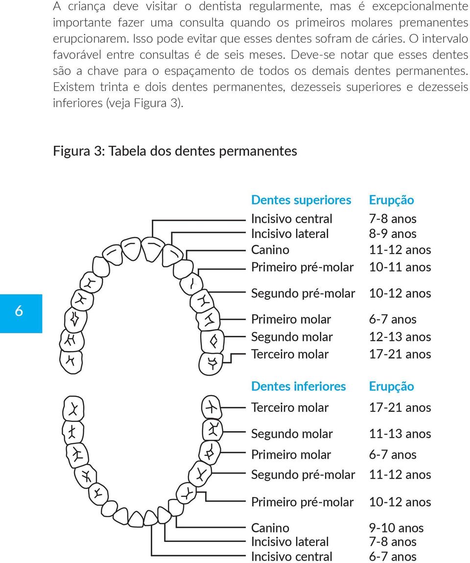 Deve-se notar que esses dentes são a chave para o espaçamento de todos os demais dentes permanentes.