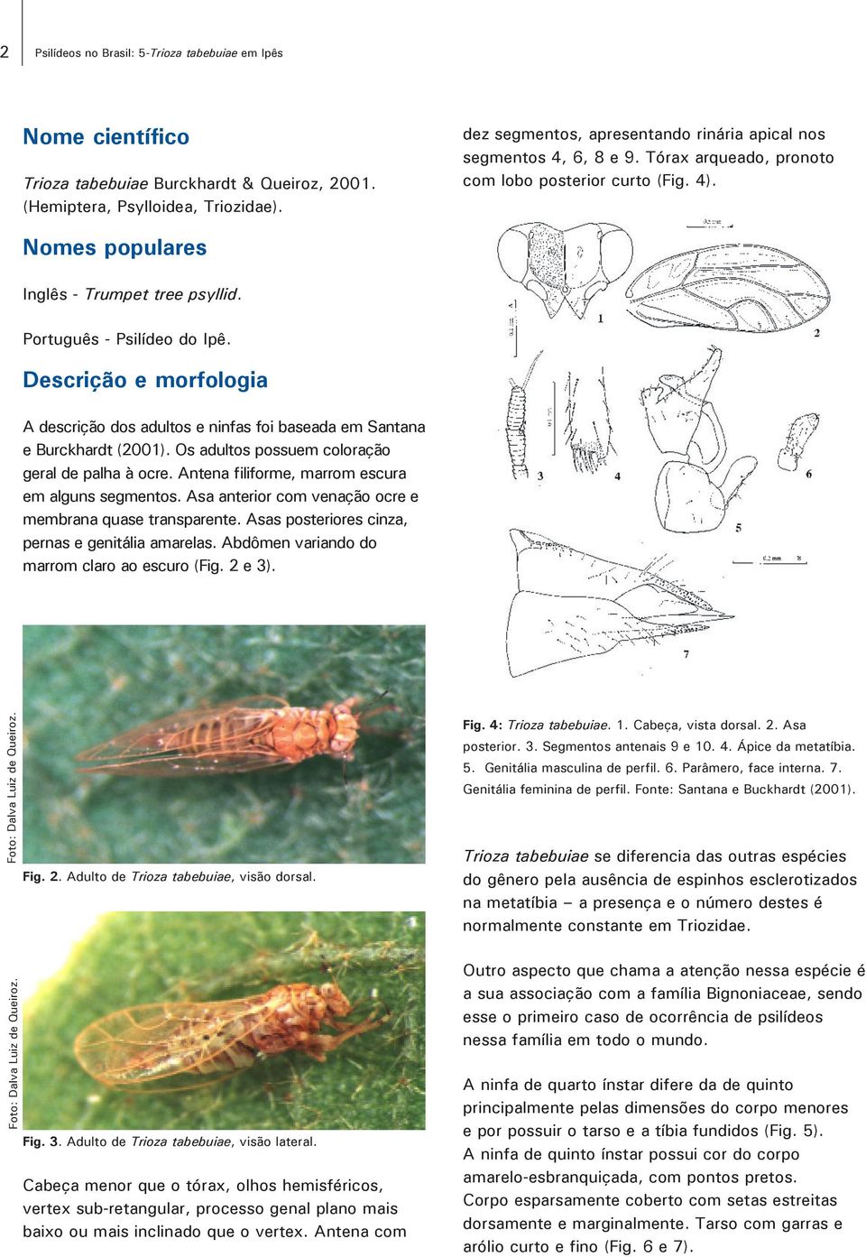 Português - Psilídeo do Ipê. Descrição e morfologia A descrição dos adultos e ninfas foi baseada em Santana e Burckhardt (2001). Os adultos possuem coloração geral de palha à ocre.