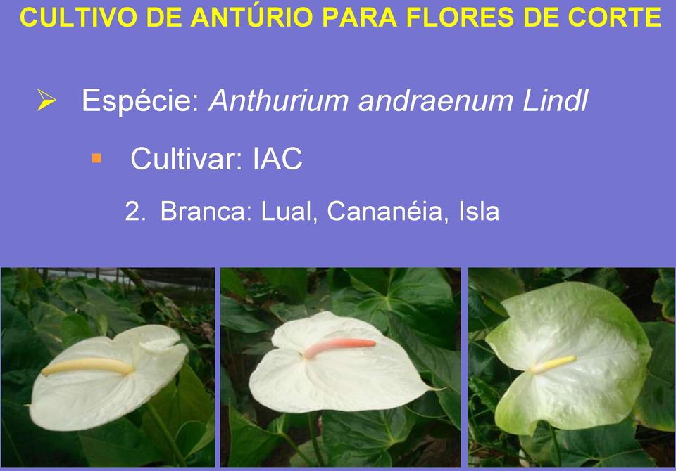 Cultivar: IAC 2.