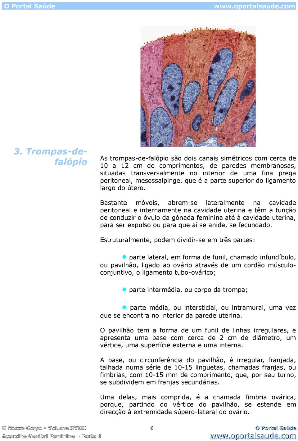 Bastante móveis, abrem-se lateralmente na cavidade peritoneal e internamente na cavidade uterina e têm a função de conduzir o óvulo da gónada feminina até à cavidade uterina, para ser expulso ou para