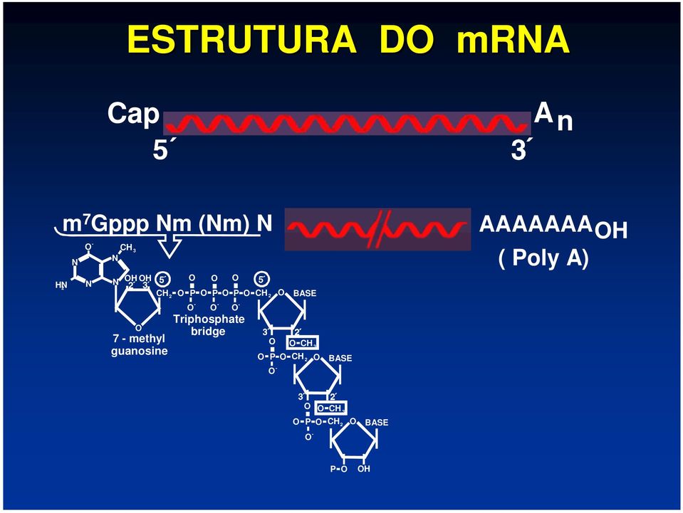 - O - O - Triphosphate bridge O O O BASE P O C 2 O - O C 3 O