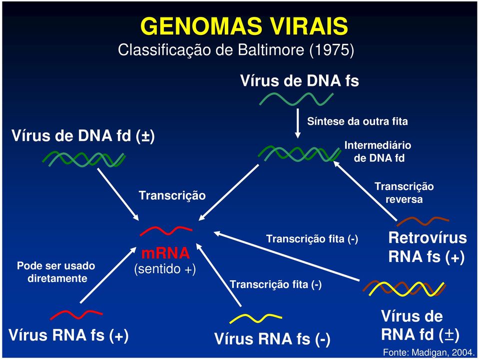 ser usado diretamente mrna (sentido ) Transcrição fita (-) Transcrição fita (-)