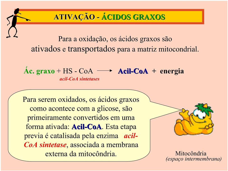 graxo + HS - CoA acil-coa sintetases Acil-CoA + energia Para serem oxidados, os ácidos graxos como acontece com