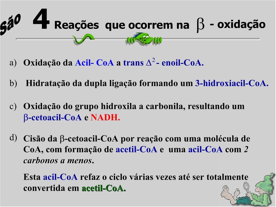 Oxidação do grupo hidroxila a carbonila, resultando um -cetoacil-coa e NADH.