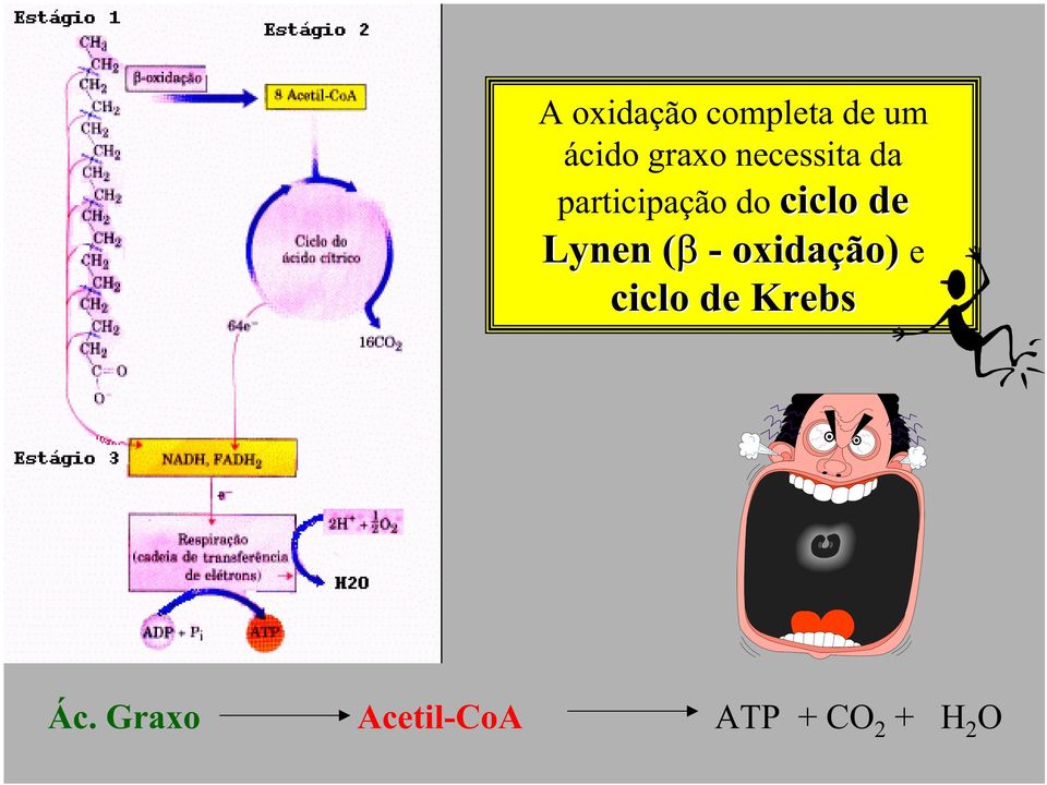 Lynen ( - oxidaçã ção) e ciclo de