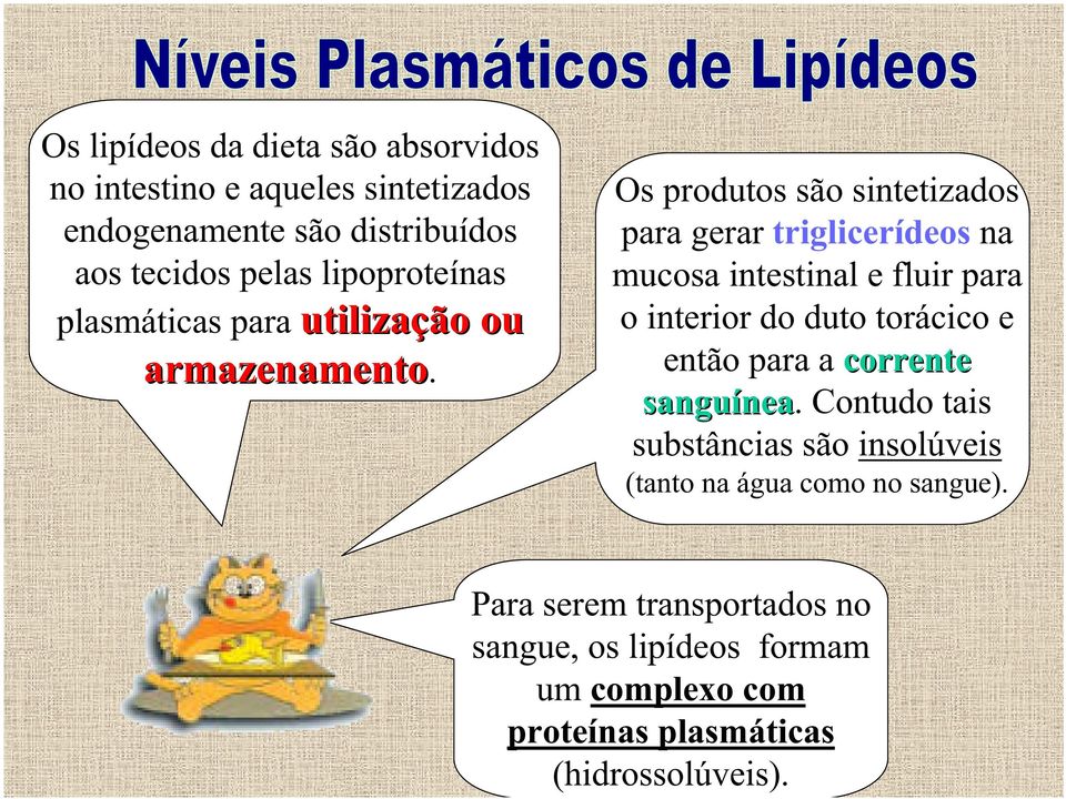 Os produtos são sintetizados para gerar triglicerídeos na mucosa intestinal e fluir para o interior do duto torácico e então