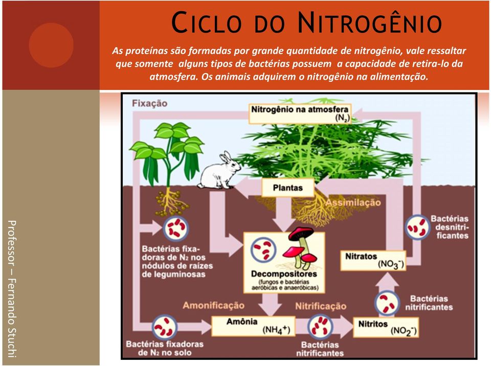 alguns tipos de bactérias possuem a capacidade de