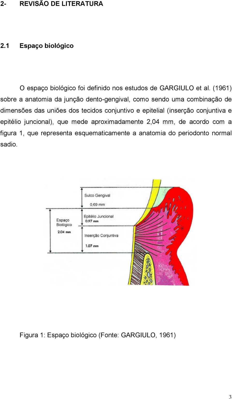conjuntivo e epitelial (inserção conjuntiva e epitélio juncional), que mede aproximadamente 2,04 mm, de acordo com a