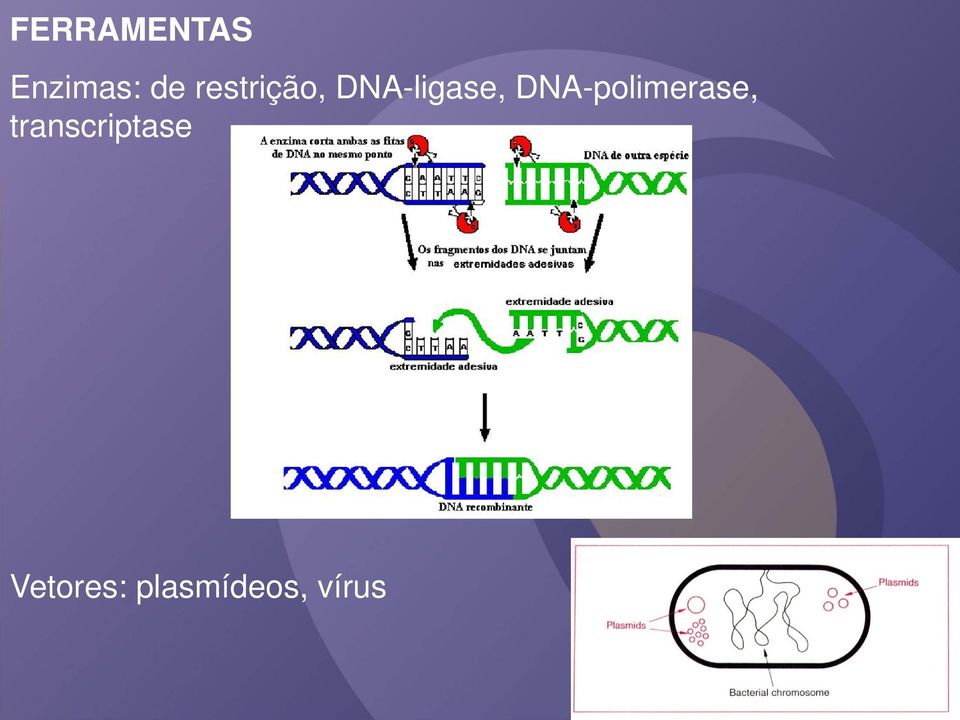 DNA-polimerase,