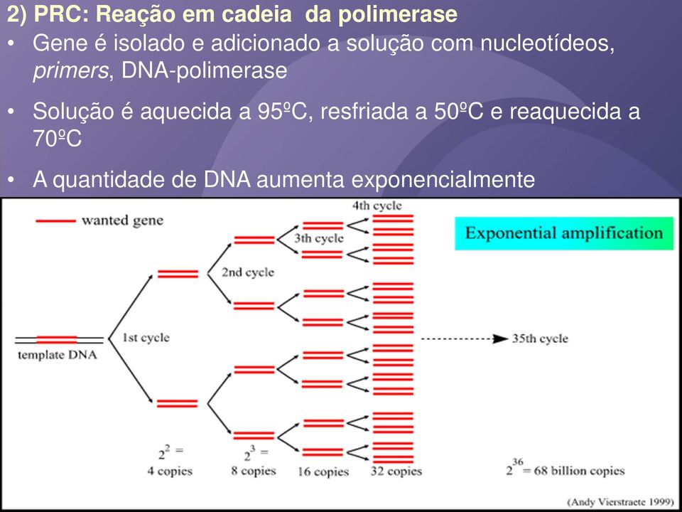 DNA-polimerase Solução é aquecida a 95ºC, resfriada a
