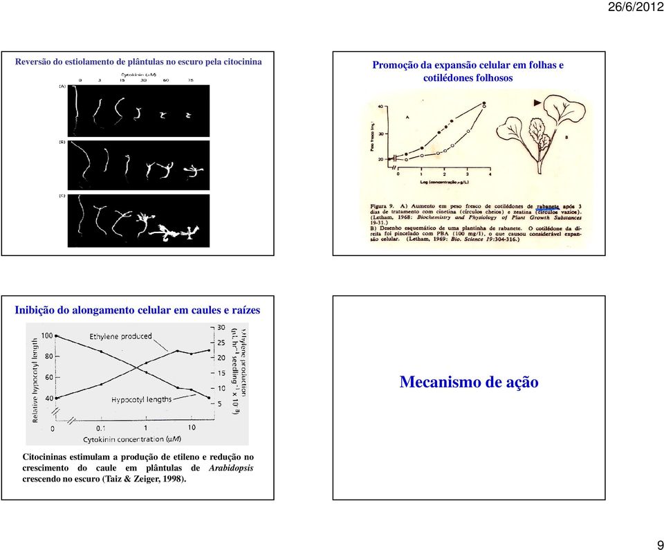 raízes Mecanismo de ação Citocininas estimulam a produção de etileno e redução no