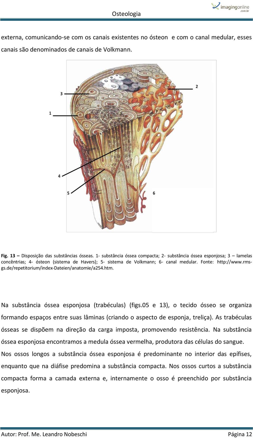 de/repetitorium/index-dateien/anatomie/a254.htm. Na substância óssea esponjosa (trabéculas) (figs.