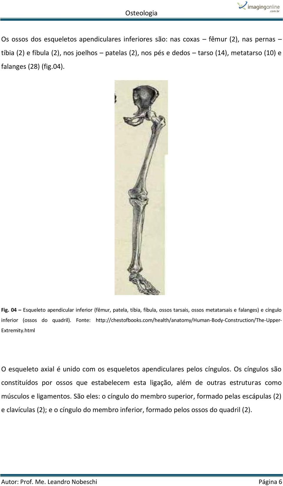 com/health/anatomy/human-body-construction/the-upper- Extremity.html O esqueleto axial é unido com os esqueletos apendiculares pelos cíngulos.