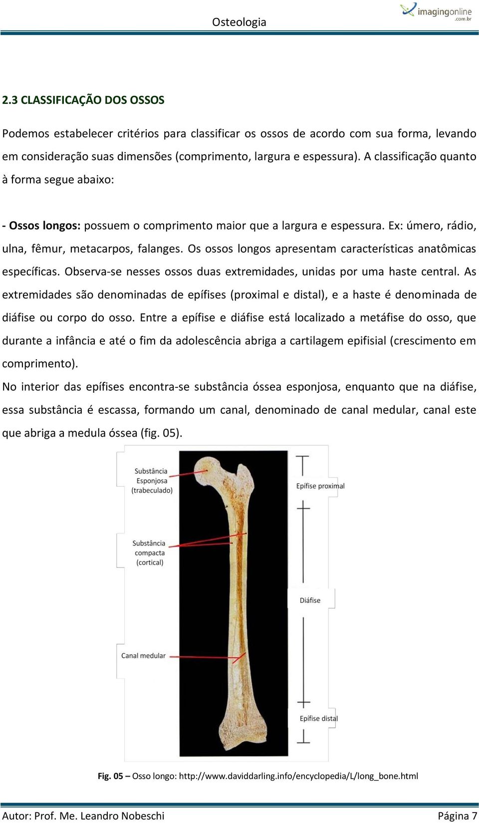 Os ossos longos apresentam características anatômicas específicas. Observa-se nesses ossos duas extremidades, unidas por uma haste central.
