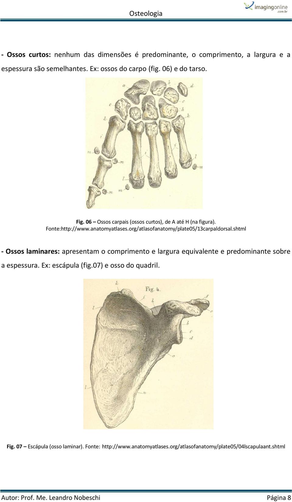 org/atlasofanatomy/plate05/13carpaldorsal.shtml - Ossos laminares: apresentam o comprimento e largura equivalente e predominante sobre a espessura.