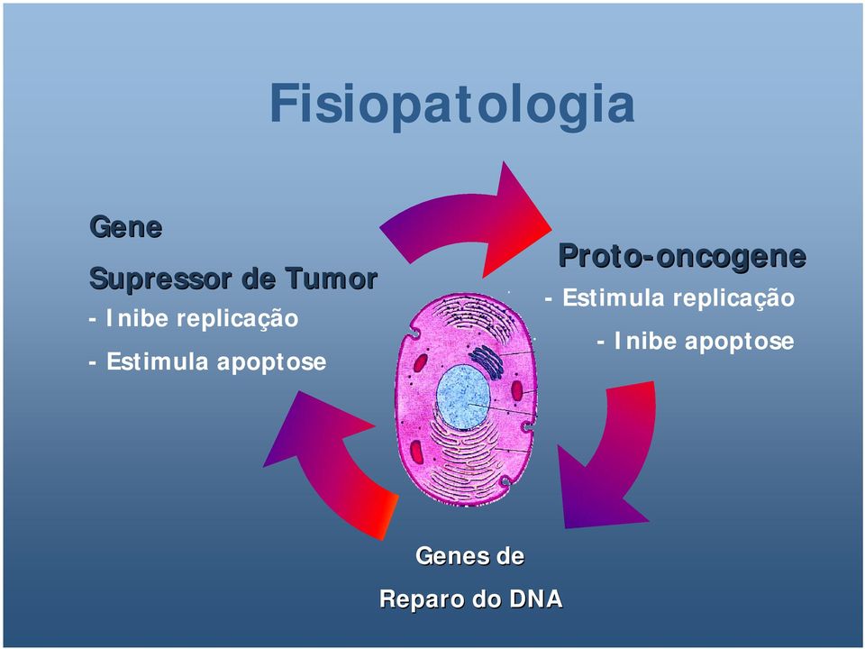 Proto-oncogene oncogene - Estimula