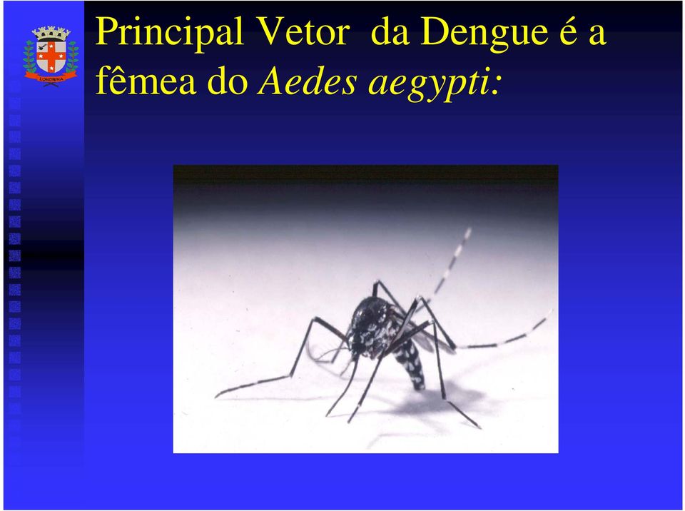 Dengue é a