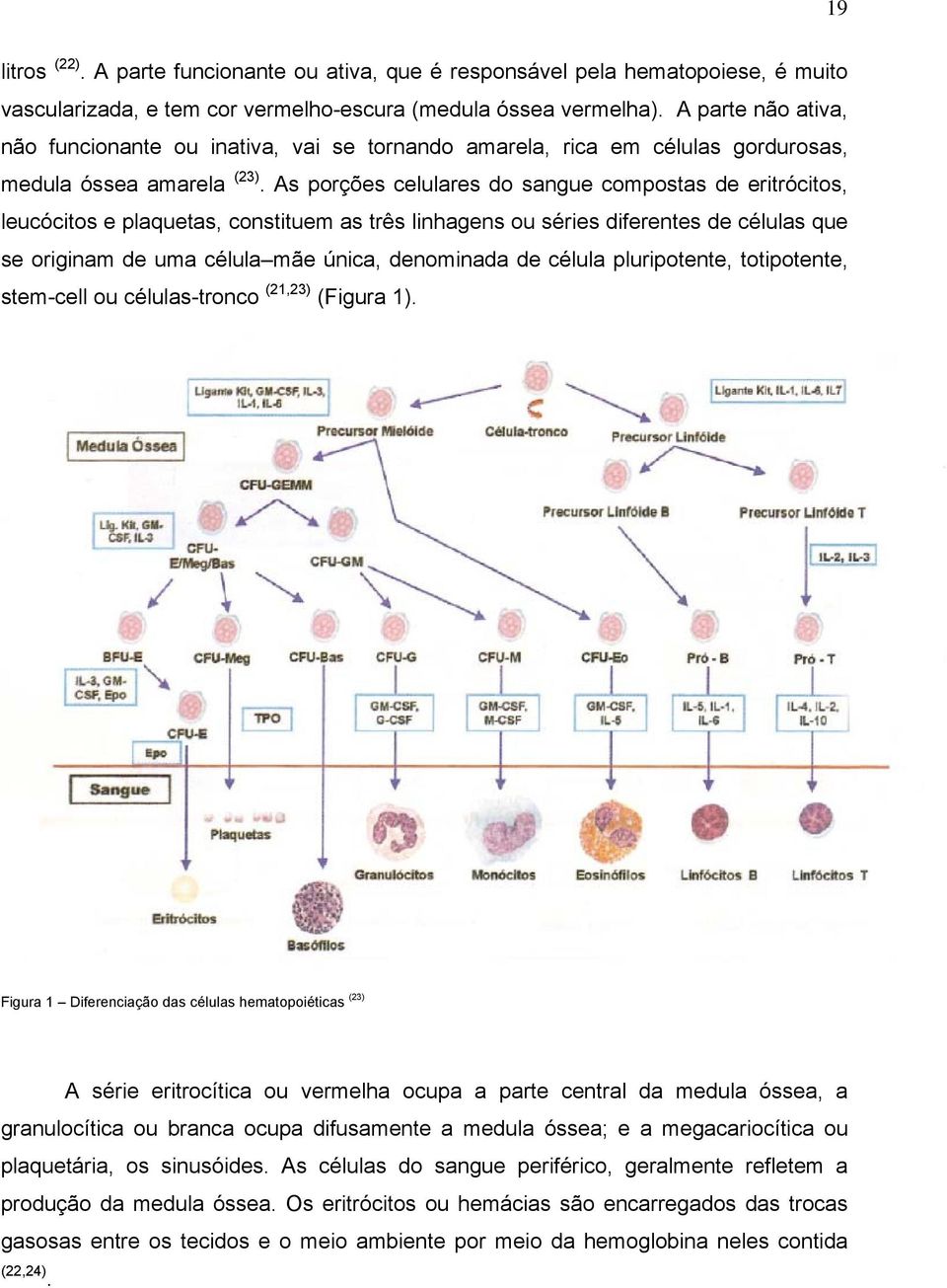 As porções celulares do sangue compostas de eritrócitos, leucócitos e plaquetas, constituem as três linhagens ou séries diferentes de células que se originam de uma célula mãe única, denominada de