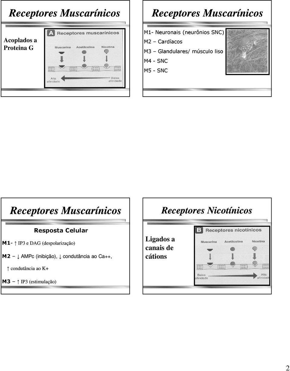 Muscarínicos Receptores Nicotínicos Resposta Celular M1- IP3 e DAG (despolarização) M2 AMPc