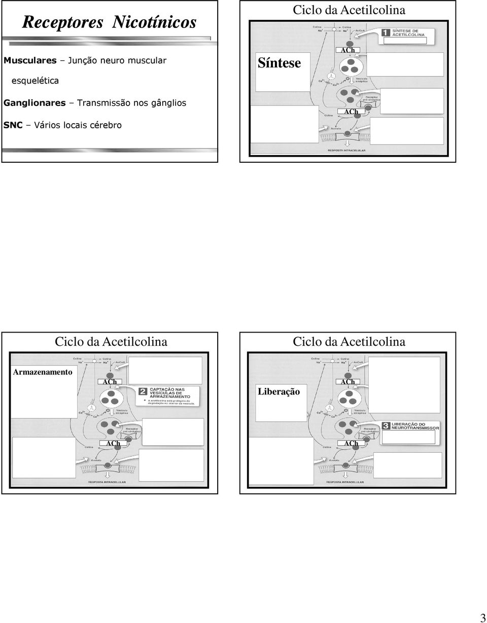 Transmissão nos gânglios SNC Vários locais cérebro