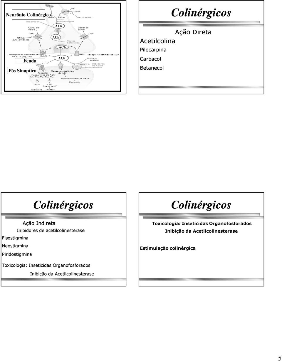 acetilcolinesterase Piridostigmina Toxicologia: Inseticidas Organofosforados Inibição da