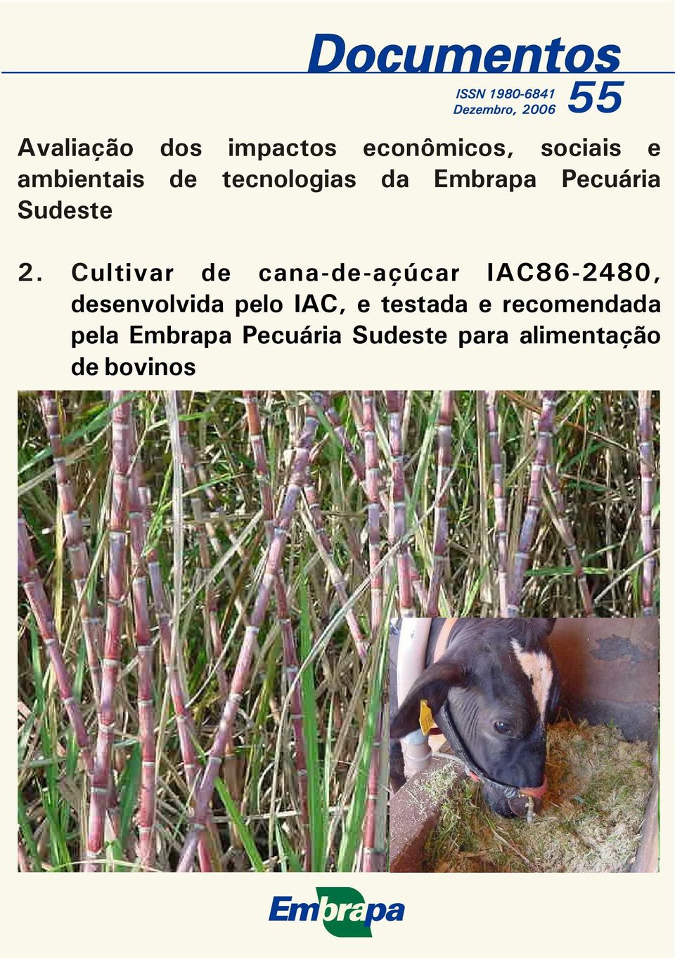 Cultivar de cana-de-açúcar IAC86-2480, desenvolvida pelo IAC, e