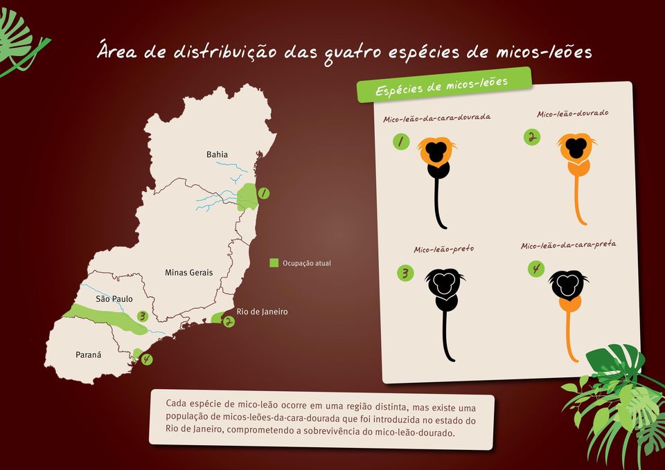 uma população de micos-leões-da-cara-dourada que foi introduzida no