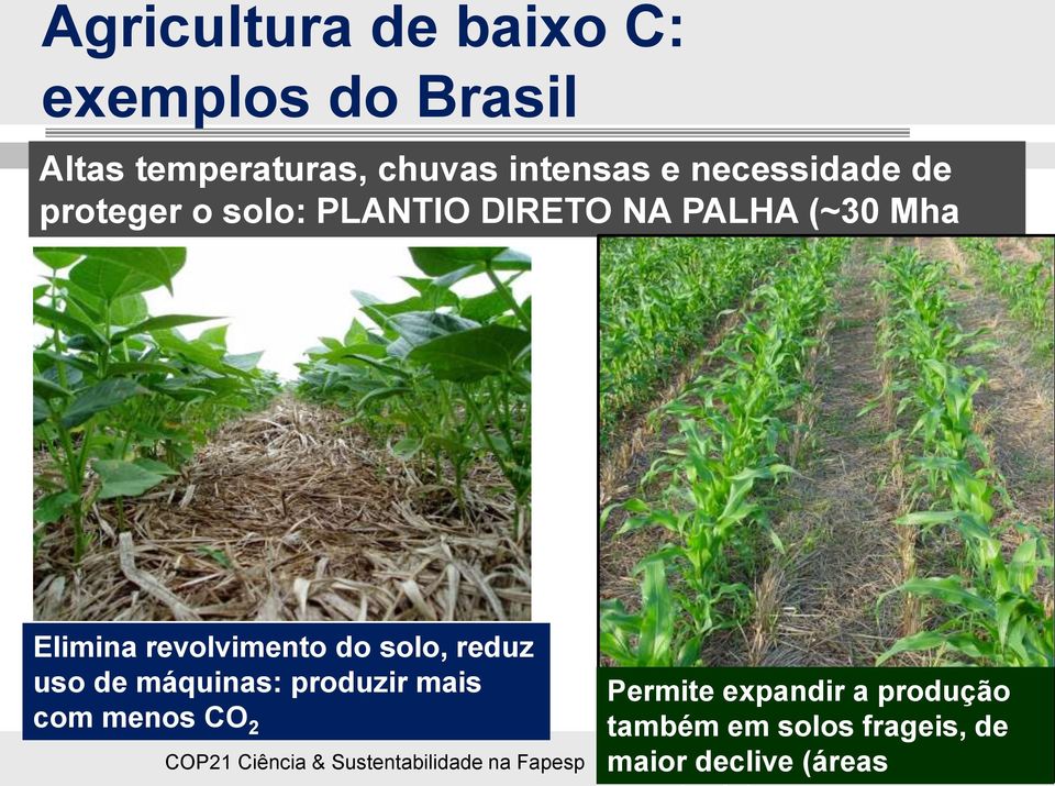 Elimina revolvimento do solo, reduz uso de máquinas: produzir mais com menos