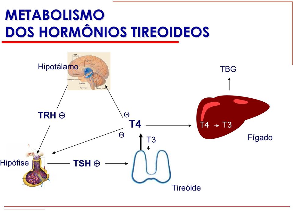 Hipotálamo TBG TRH Θ Θ